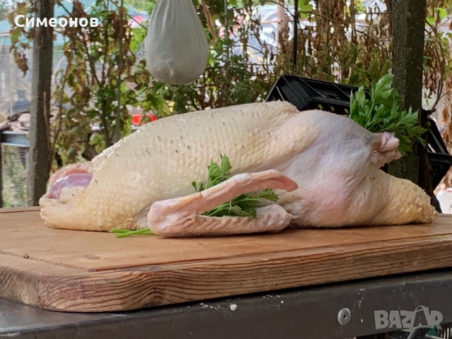 Патици,Пуйки , снимка 3 - Патици и гъски - 51881612