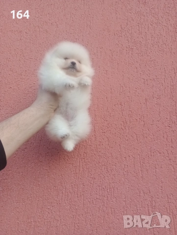 Померан. Реални снимки!, снимка 4 - Померан - 53426480