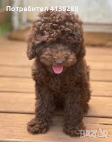 Пудел мини , снимка 2 - Пудели - 52754682