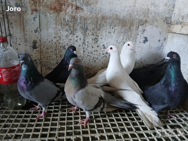 Римски гълъби 