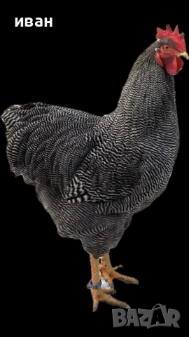 Свободни 4 кокошки Ивичест плимутрок на 1г и 8м- внасяни от мен от Турция - много добри , снимка 3 - други­ - 52424468