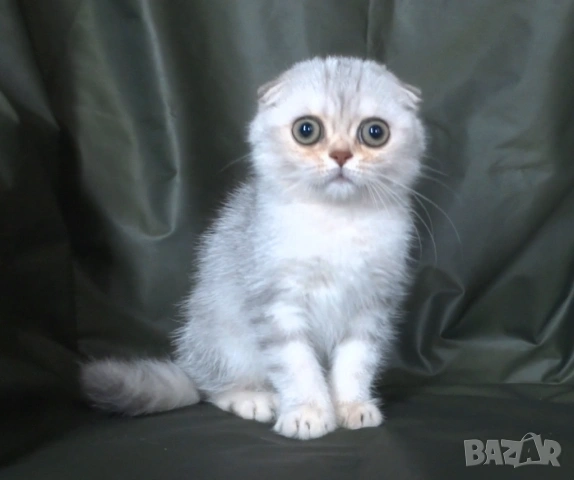 Чинчила - клепоухо късокосместо, снимка 7 - Британска късокосместа - 52373949