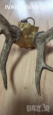 Рога от елен Лопатар , снимка 5 - Други ценни предмети - 48916538