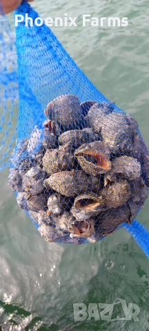 Пресни Рапани, Шипки, Билков Мед, пелин, снимка 2 - Домашни продукти - 51942912