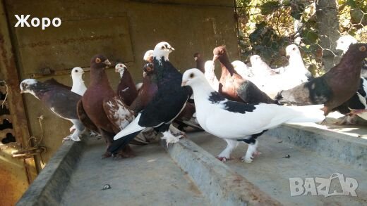 Типлери, снимка 4 - Гълъби - 20334809