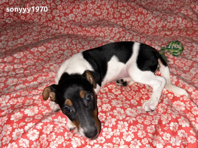 ДЖАК РЪСЕЛ-ЖЕНСКО КОЛЕДНО КУТРЕ 0312251722, снимка 6 - Джак ръсел териер - 52640926