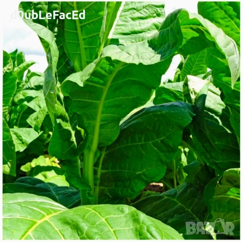 Семена за тютюн