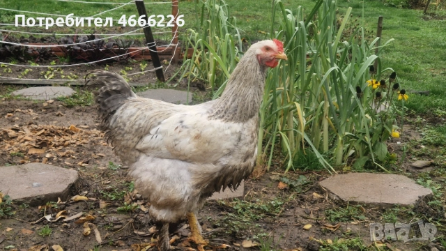 Едро петле София, снимка 3 - Кокошки и пуйки - 52642388