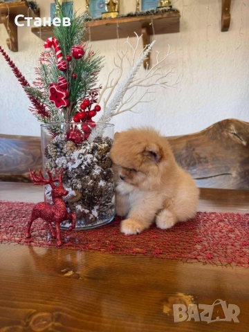 Померан момче , снимка 2 - Померан - 52575069