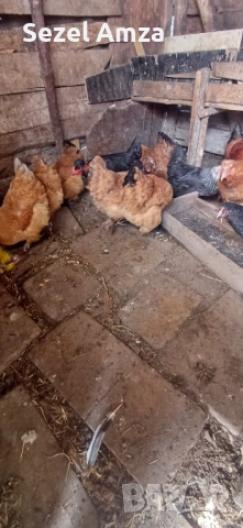 Продавам кокошки , снимка 2 - Кокошки и пуйки - 53583839