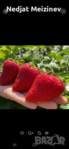 Ягоди сорт Клери, снимка 2 - Разсади - 52894060