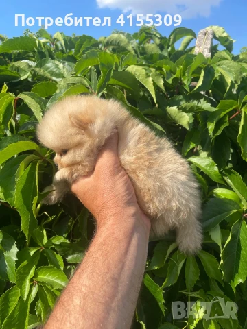 Мини Померан, снимка 10 - Померан - 48347965