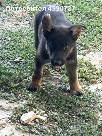 Продавам немска овчарка , снимка 1