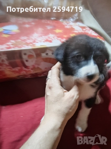 спешно подарявам кученца пинчер , снимка 3 - Пинчер - 52963890