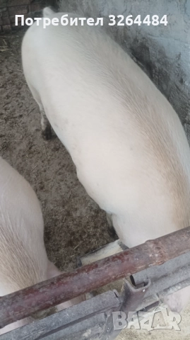 Продавам прасе, снимка 5 - Прасета - 52620877