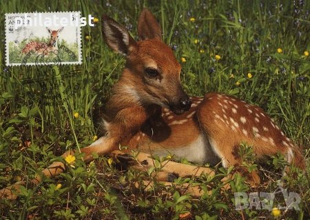 Холандски Антили 1992 - 4 броя Карти Максимум - WWF, снимка 4 - Филателия - 38897075