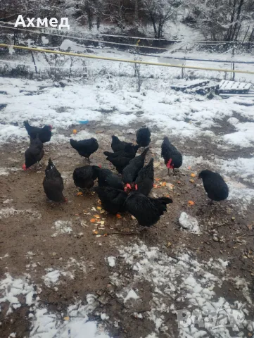 Буркан пилешко месо , снимка 5 - Домашни продукти - 49041608