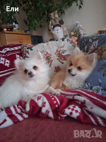 Продавам малки пумеранчета