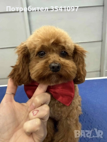 Той Пудел за разплод 