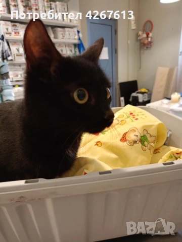 Младо, кастрирано женско коте търси дом, снимка 5 - Други - 52950772