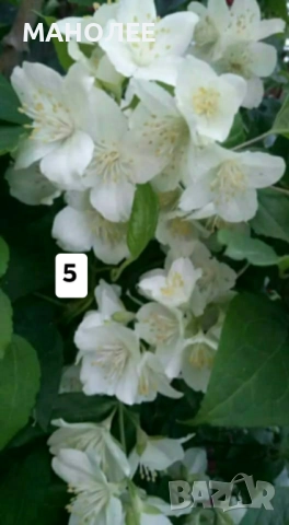 50 РЕЗНИКА В ЕДИН ПАКЕТ /видове по избор/ ЗА 20 ЛВ., снимка 6 - Градински цветя и растения - 51618754