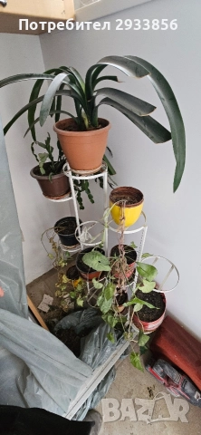 Стайни растения / цветя