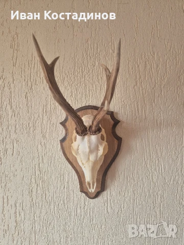 Ловен трофей от Сръндак, снимка 4 - Декорация за дома - 51001501