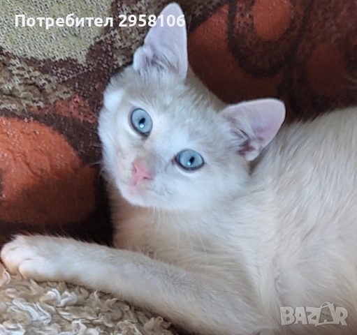 бяло мъжко коте, сини очи, 5 мес., снимка 7 - Британска късокосместа - 53197414