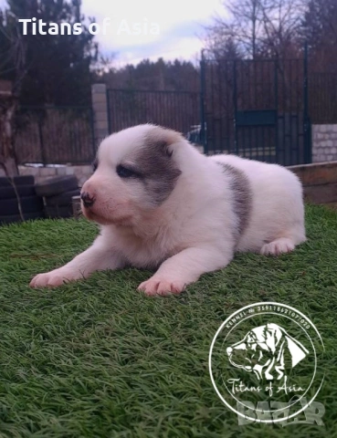 Кученца САО , АЛАБАЙ , Туркменски Вълкодав, снимка 6 - Алабай - 53120501