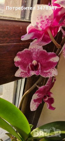 Орхидея Фаленопсис пелорик, снимка 1 - Стайни растения - 43059827