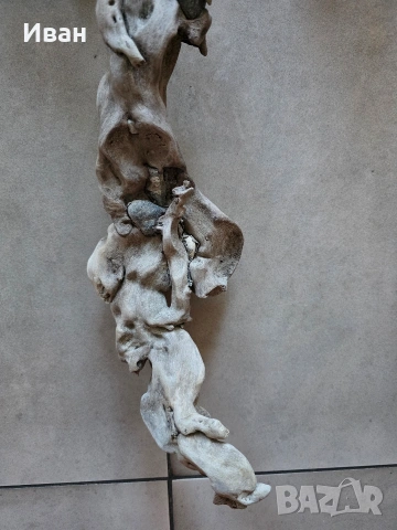 корен от дърво с камъни в него, снимка 3 - Декорация за дома - 53568968