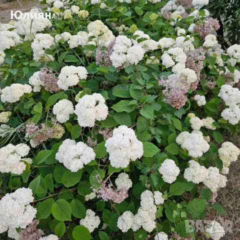 Хортензия ,Бяла , снимка 1