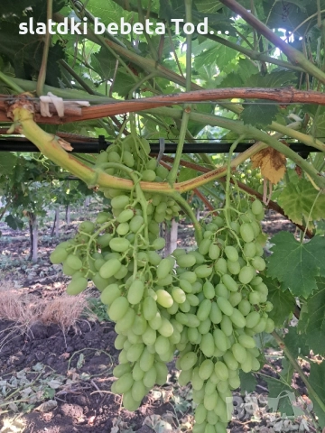 УСЛУГИ ПО ЛОЗАРСТО И ОВОЩАРСТО 