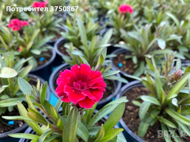 🧡💜🧡 Карамфил/Dianthus 🧡💜🧡, снимка 16 - Градински цветя и растения - 52139554