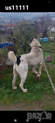 продава се мъжки алабай с много силна кръв , снимка 3 - Алабай - 52812104