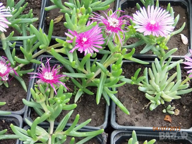 Продавам цветя Делосперма - разсад, за ранно пролетно засаждане, снимка 5 - Стайни растения - 26451909