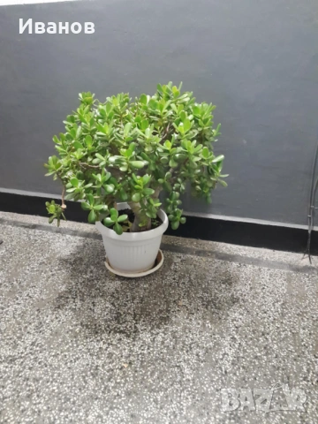 Красула-Дърво на живота