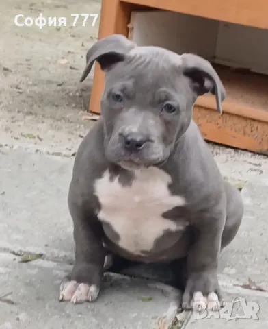 топ свободна американско були XL женска, снимка 2 - Питбул - 50347828