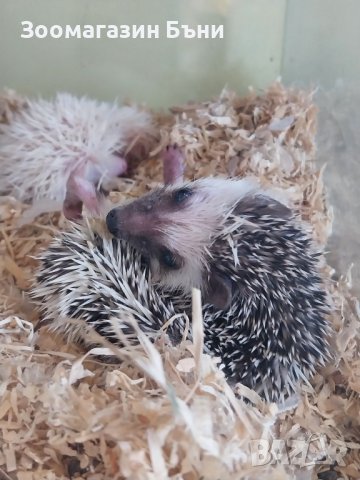 Алжирски мини таралежчета, снимка 5 - Таралеж - 38411820