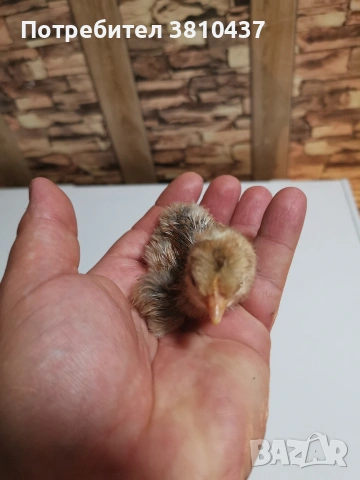 продавам ярки легбар , снимка 8 - други­ - 53014201