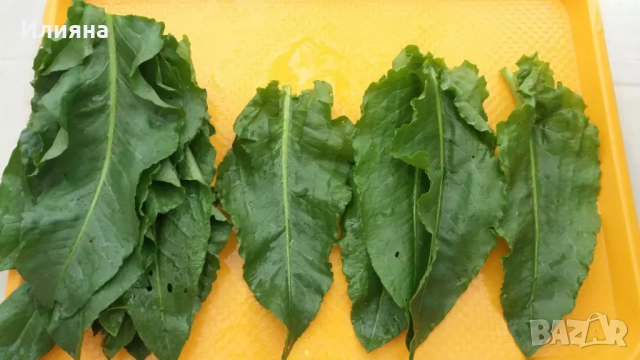 Песто от Коприва,Глог,Шипка,Самардала,Манголд,Розмарин,Коприва,Лапад, снимка 11 - Домашни продукти - 44686378