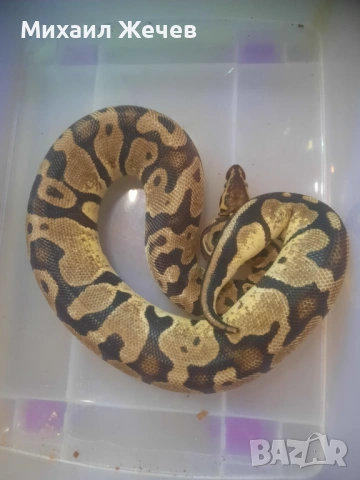 Продавам кралски питони, снимка 2 - Змии - 53177092