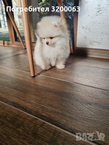 Померан мини мини , снимка 3 - Померан - 53078123