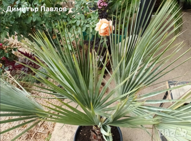 Брахея Армата,Мексиканска Синя Палма, снимка 7 - Градински цветя и растения - 51920750