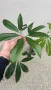 Philodendron goeldii 50.00 лв, снимка 3