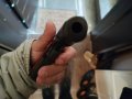 Пистолет Макаров – заводска реплика. Пистолет / револвер, снимка 5
