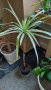 Драцена триколор, снимка 1 - Стайни растения - 40126663