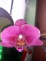 Хибискус, рео червено,кливия, исусов венец,орхидея, кротон, снимка 11