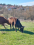 Ялови крави за курбан, снимка 6