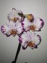 Орхидея magic art, снимка 5